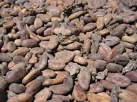 Fèves cacao