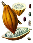 Theobroma cacao