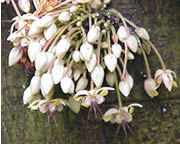 Theobroma cacao